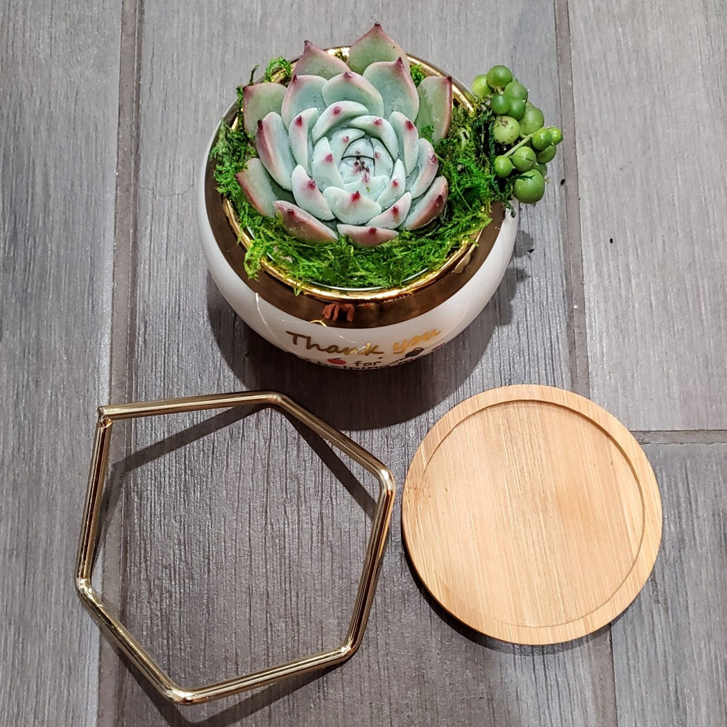 "Thank you for helping me grow" Succulent Gift Box